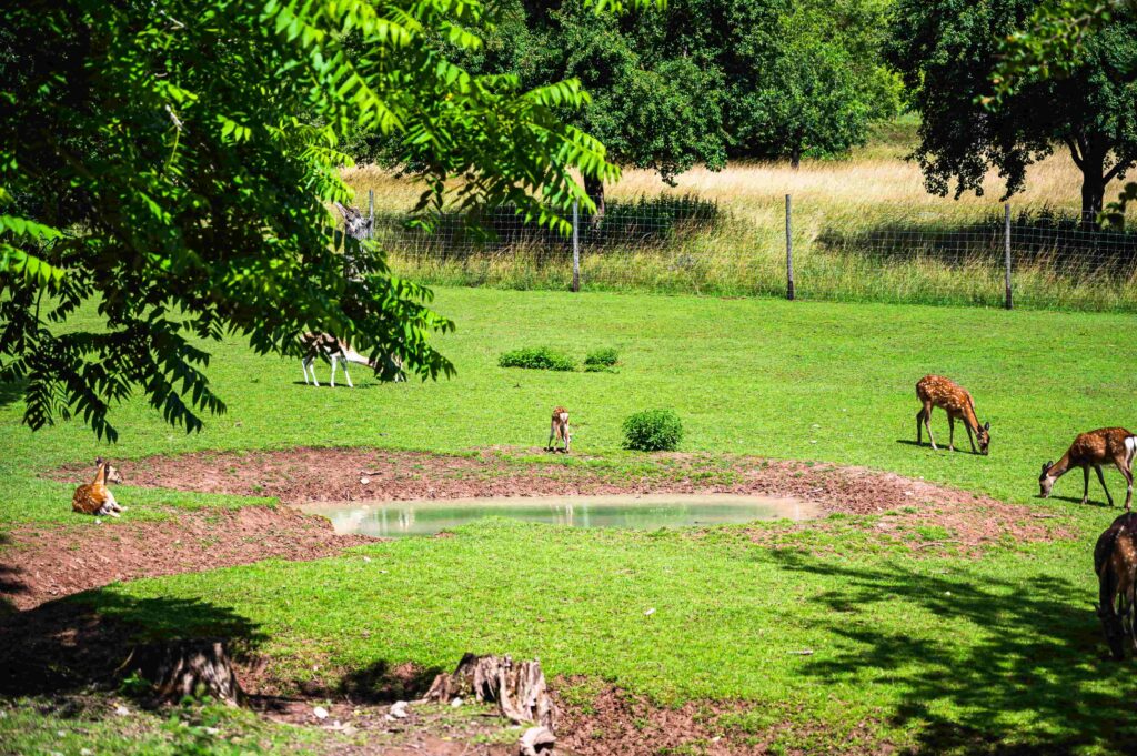 Aravalli Biodiversity Park