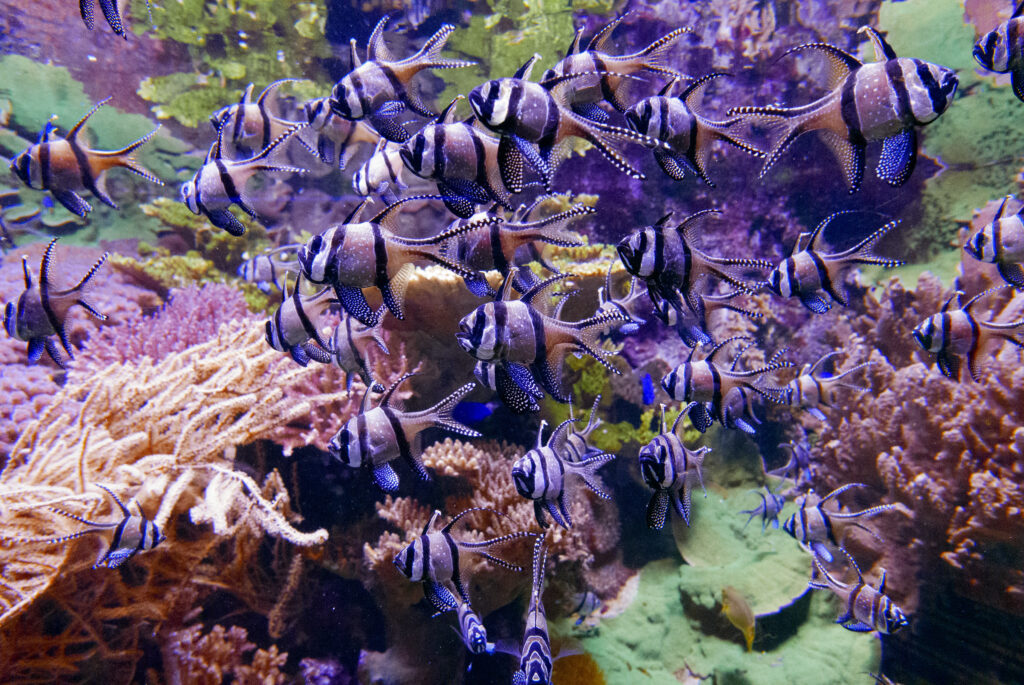 dubai aquarium fishes