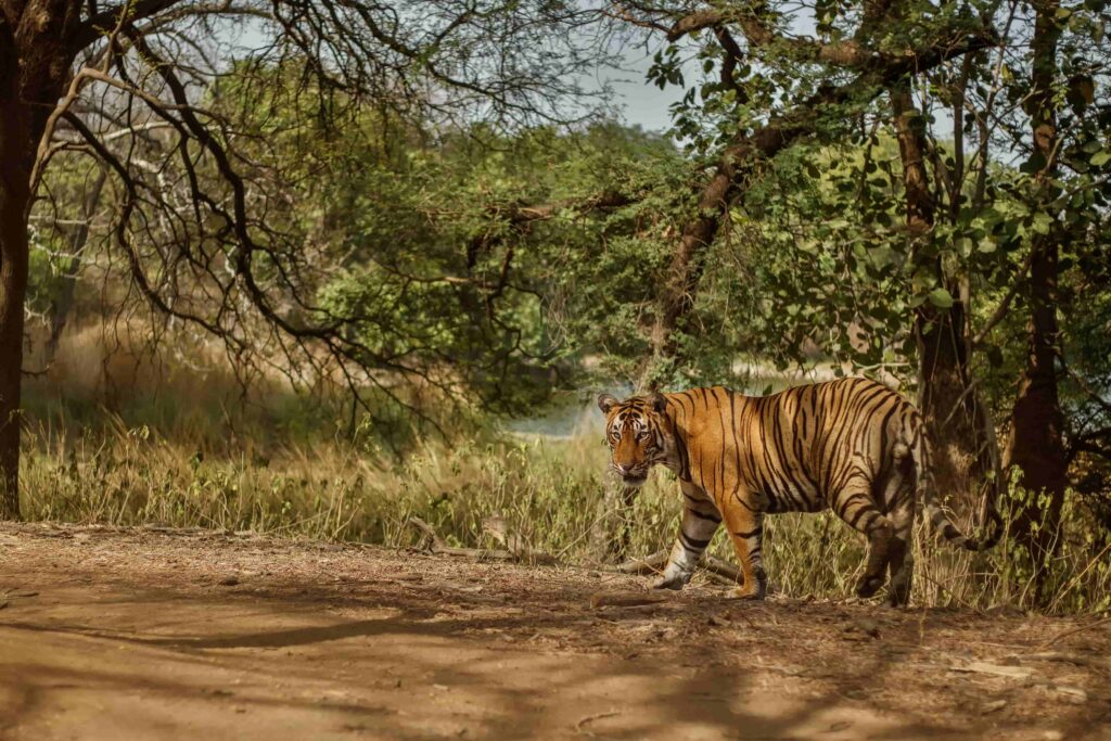 Sanjay Gandhi National Park