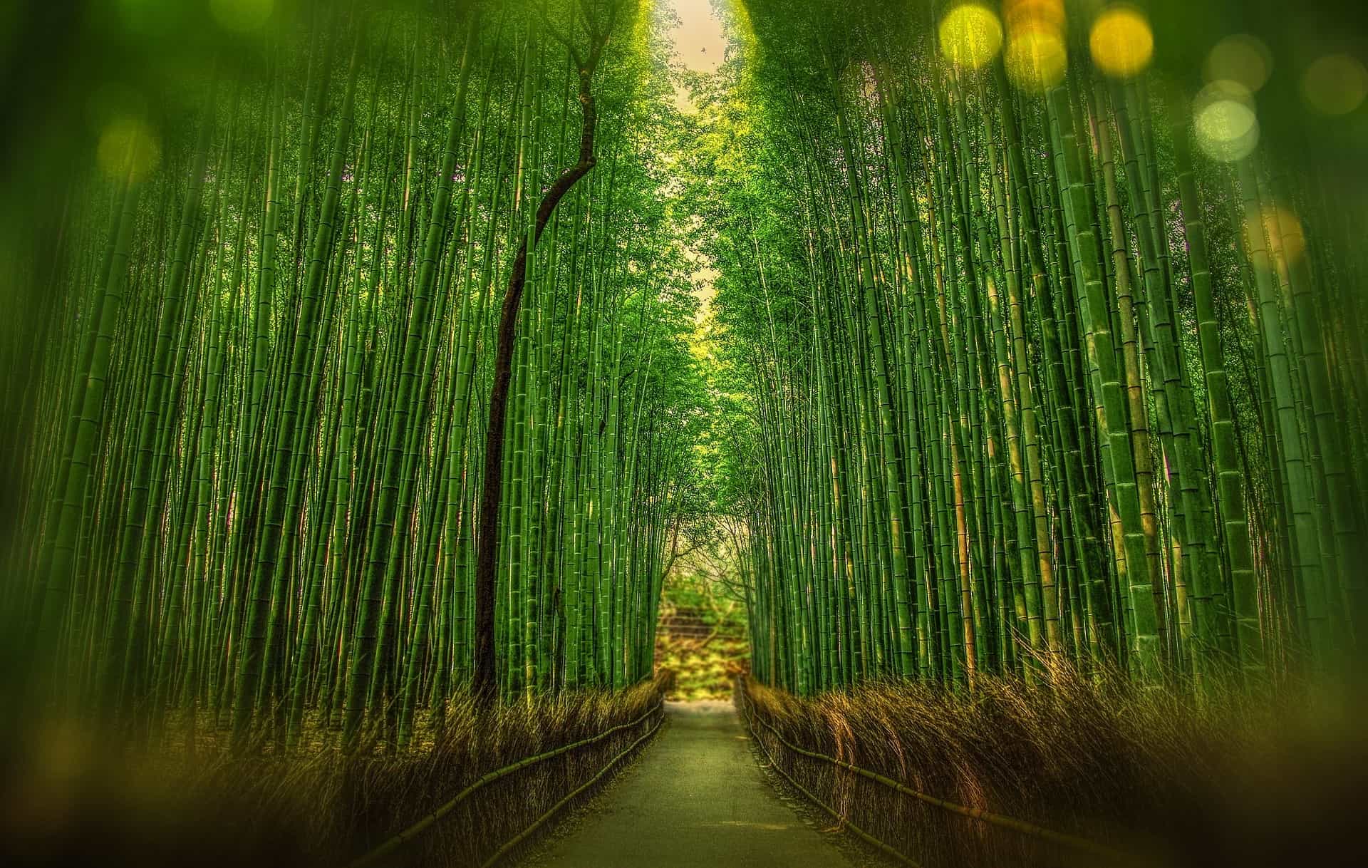 Relax at the Bamboo Grove