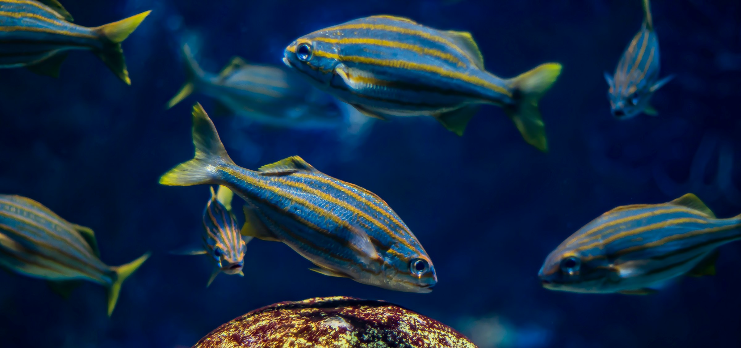 cubbon park aquarium fishe view