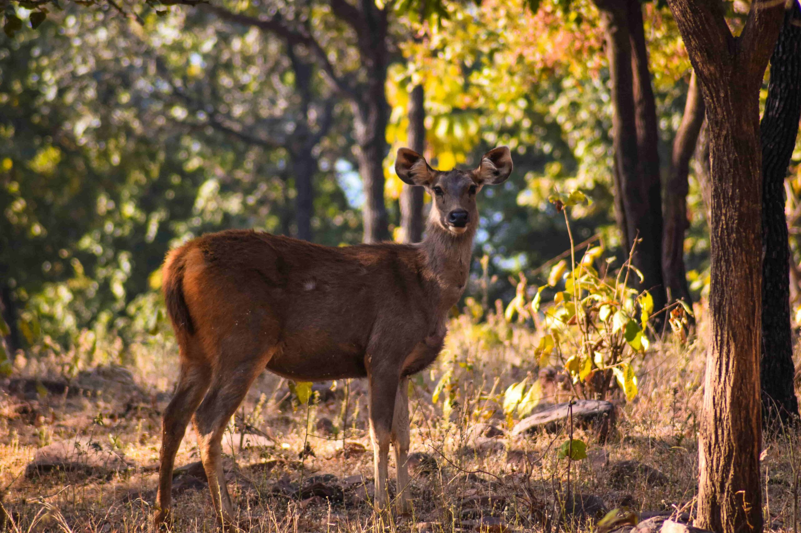 animal in Van Vihar National Park