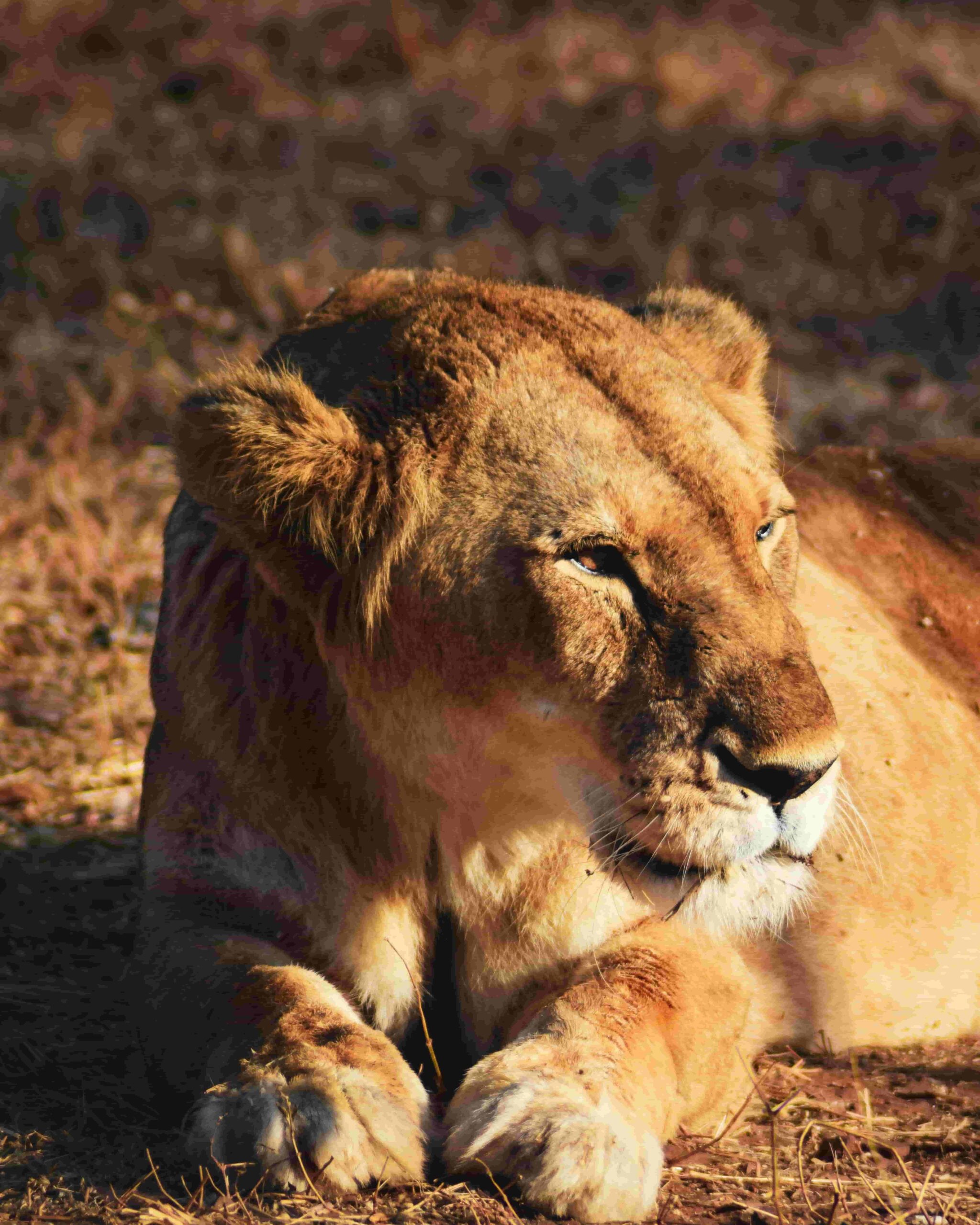 lion picture in Van Vihar National Park