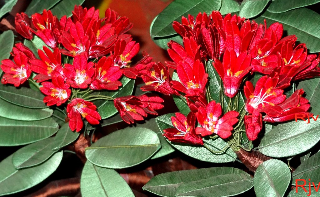 thread garden ooty flower species