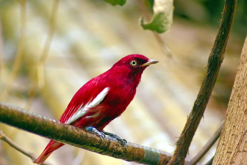 bird siting on the tree in park